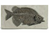 Spectacular Fish Fossil (Phareodus) - Wyoming #275193-1